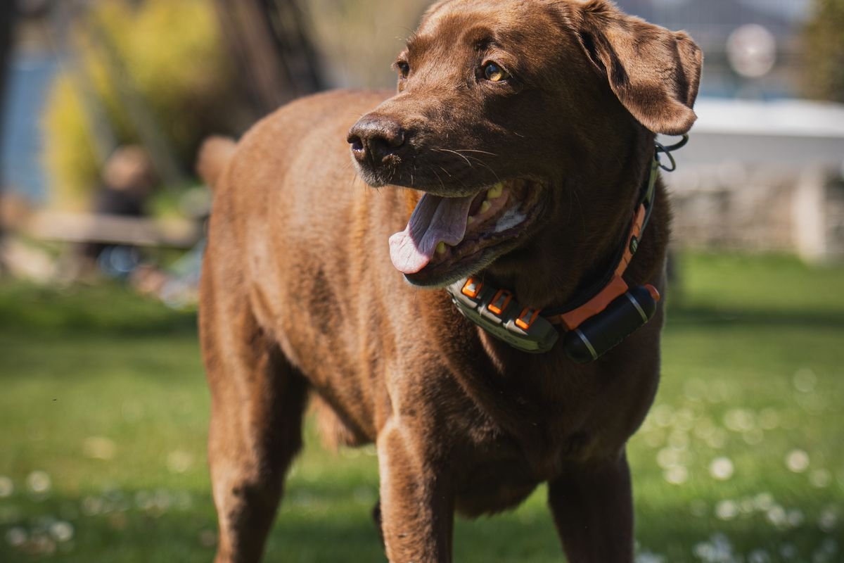 Brown dog standing outside in a grassy yard.