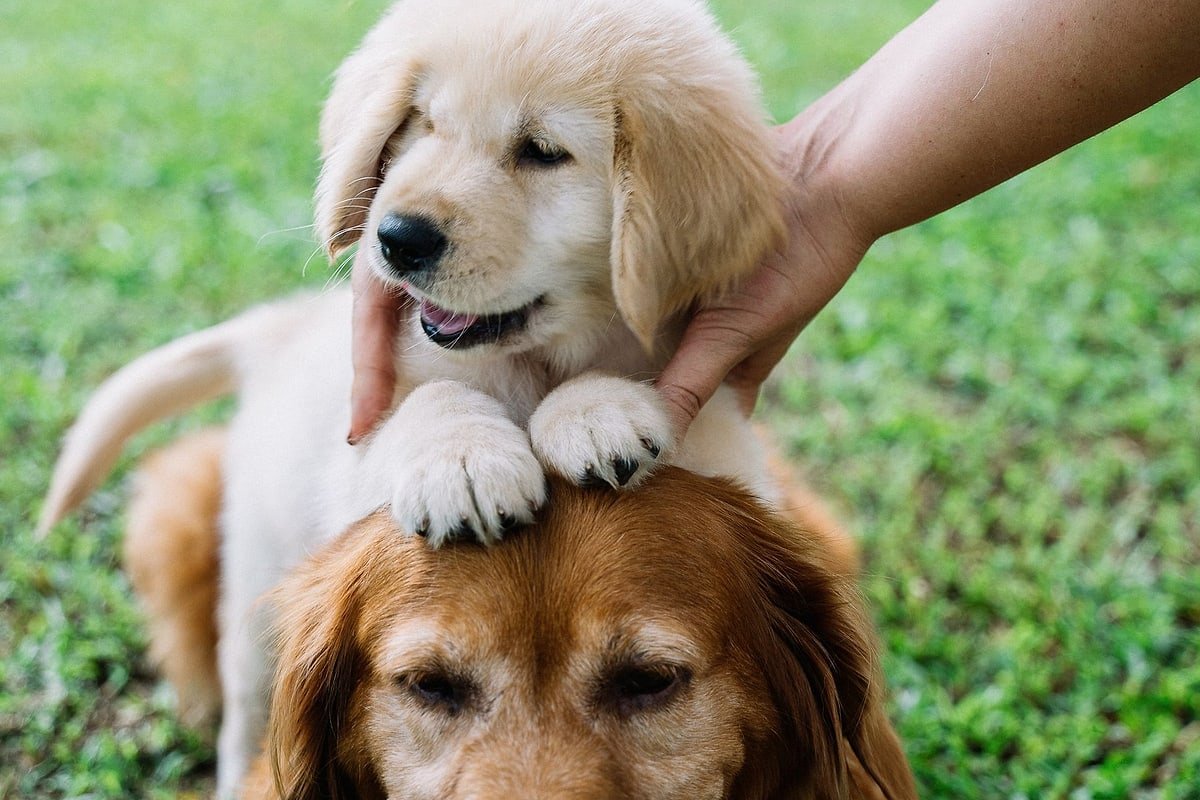 Golden Retriever puppy playing on an adult dog's back outdoors