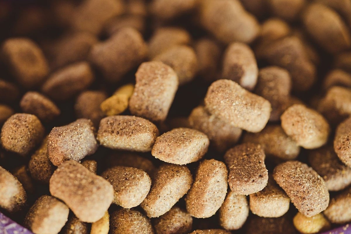 Close-up real photograph of varied dry dog-food kibble shapes