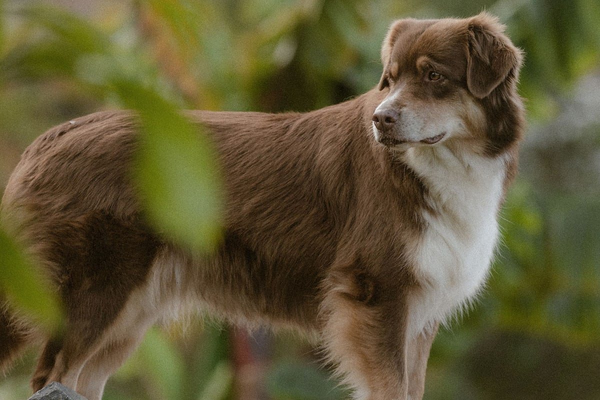 Brown and white Australian Shepherd standing in profile outdoors