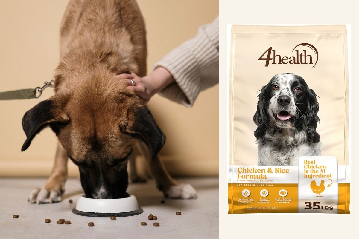 4Health Chicken and Rice dog-food package beside a dog eating