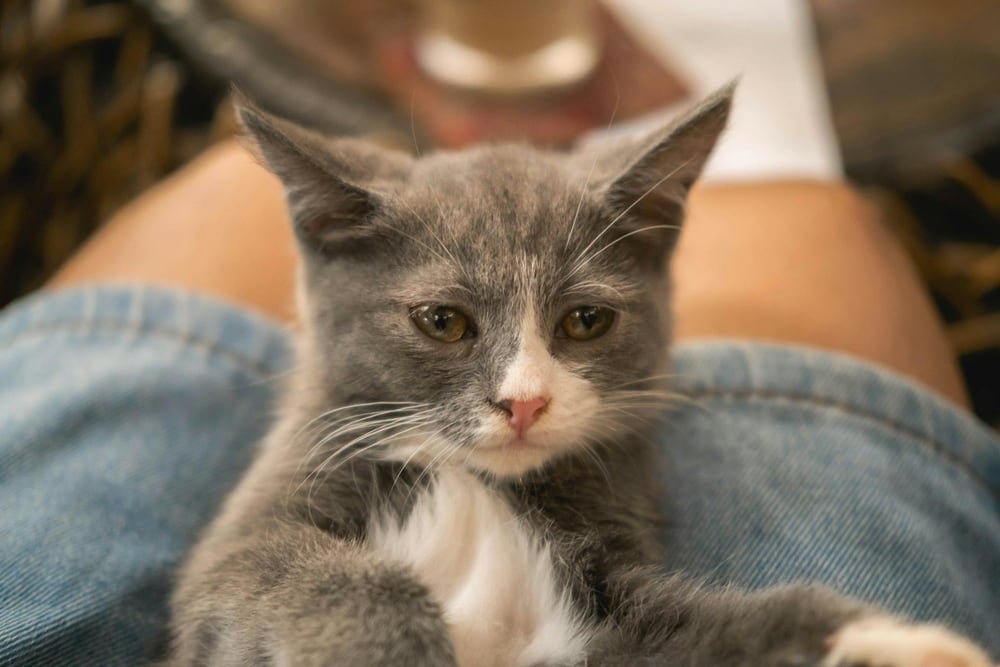 Gray and white cat resting on a person's lap.