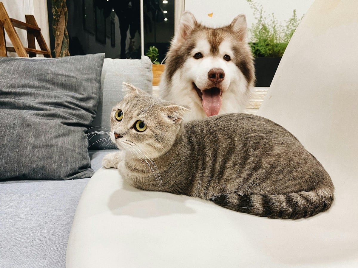 A cat sitting on a couch with a fluffy dog behind it in a multi-pet home.