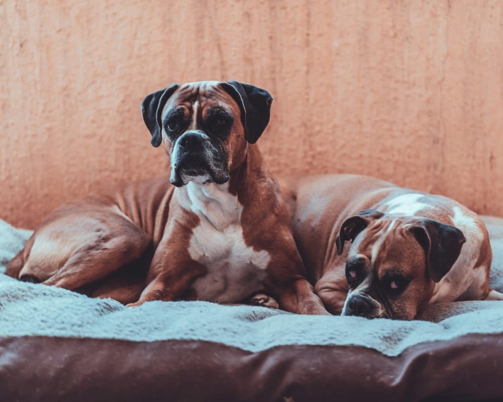Two brown dogs resting together on a couch.