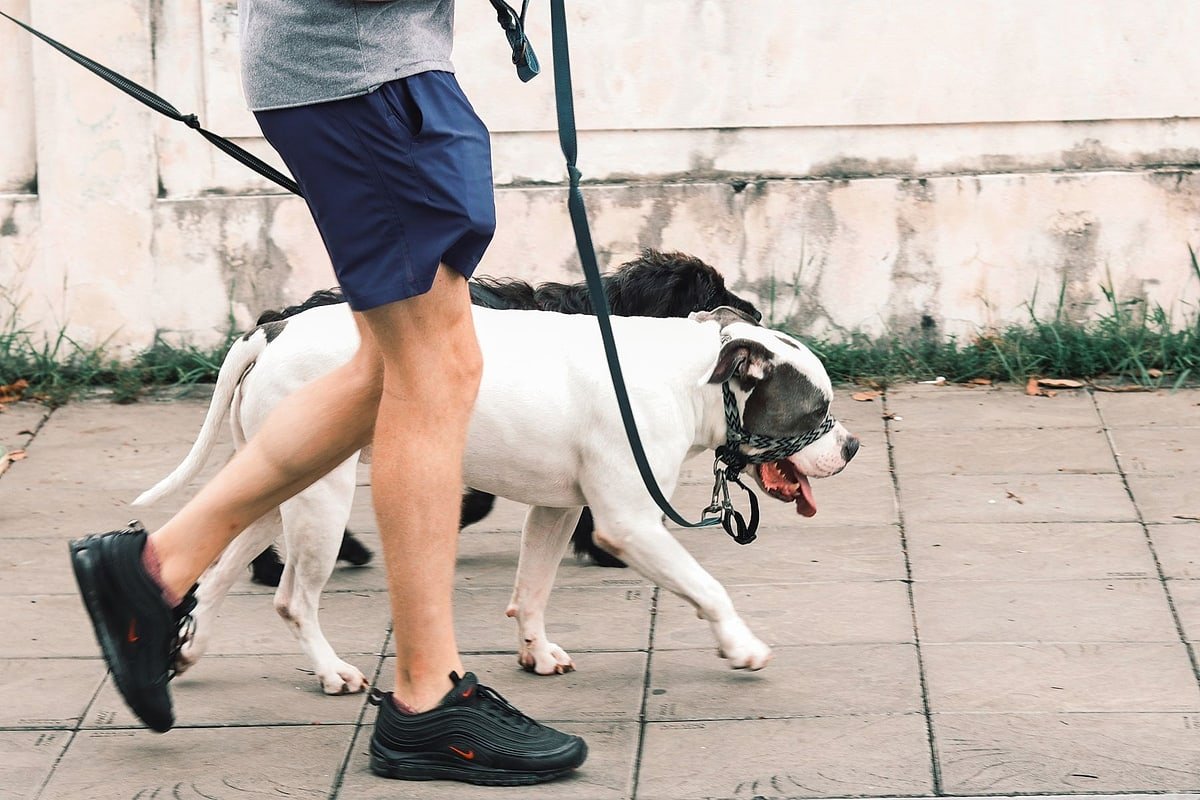 Person walking two dogs on leashes along a city pavement