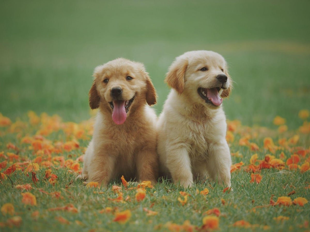 Two golden puppies sitting together in grass and fallen leaves.
