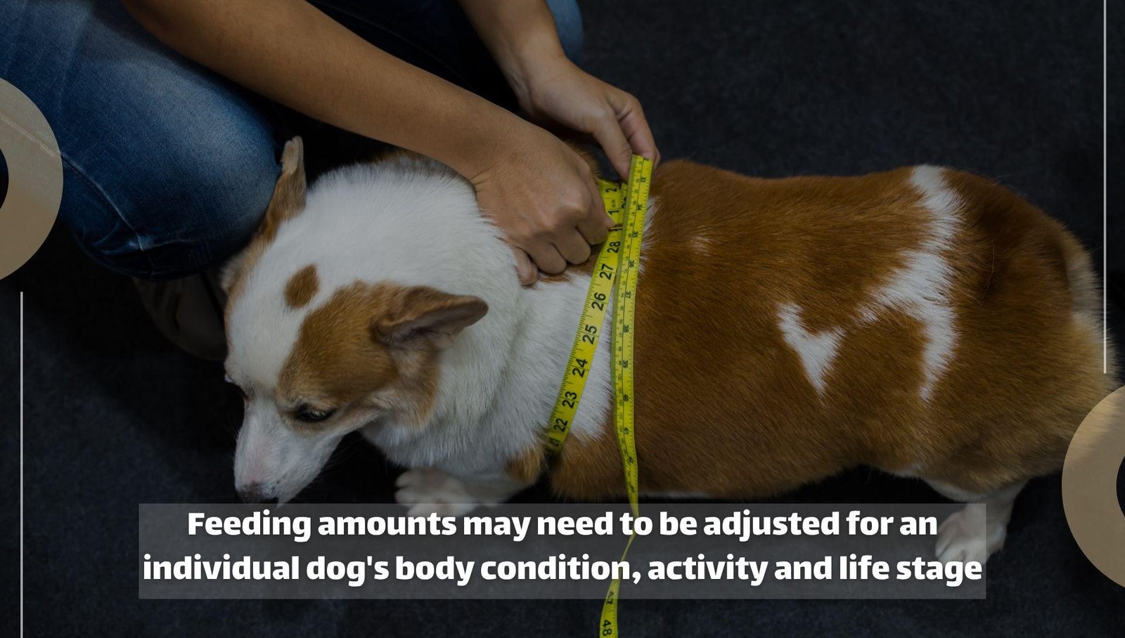 Person measuring a corgi around its chest with a tape measure.