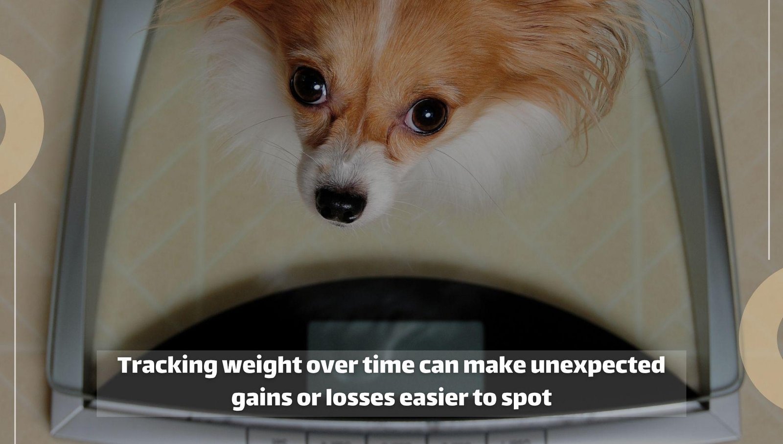 Small dog standing on a scale.