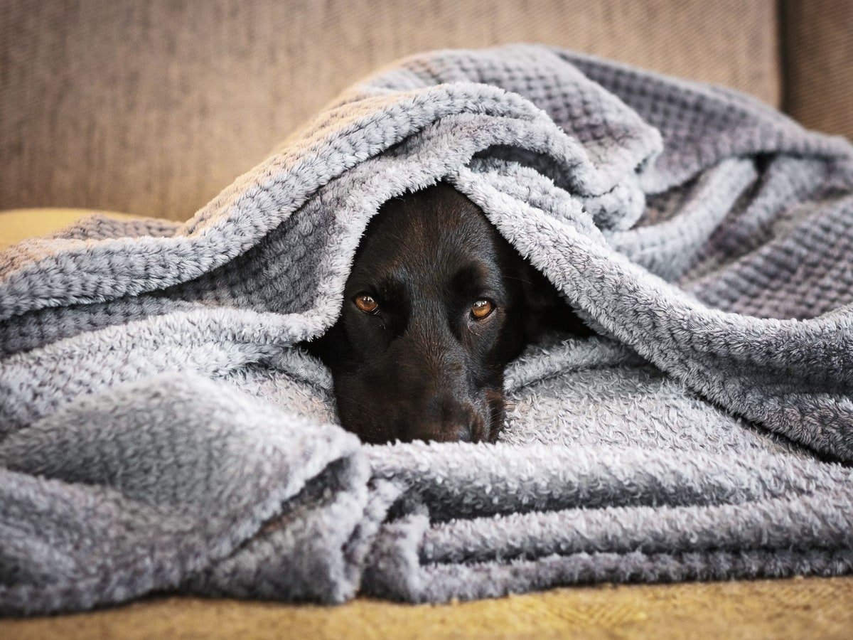 Black dog resting beneath a soft gray blanket