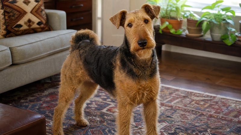 Airedale Terrier puppy daily life photo for healthy weight guidance