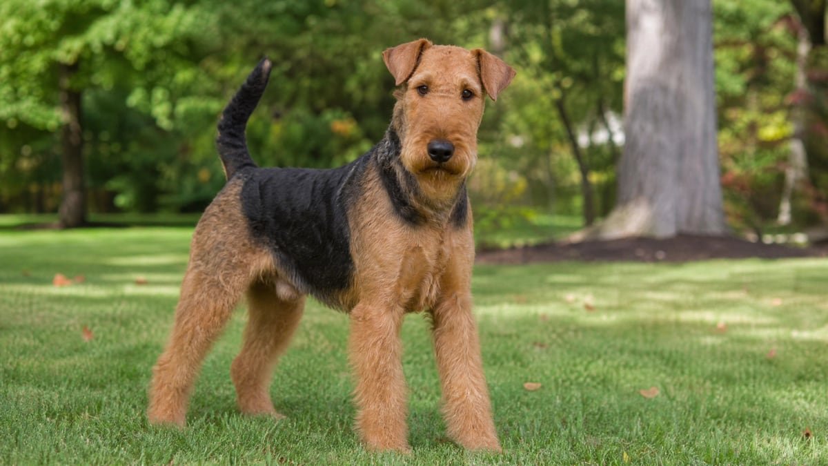 Airedale Terrier puppy breed detail hero image