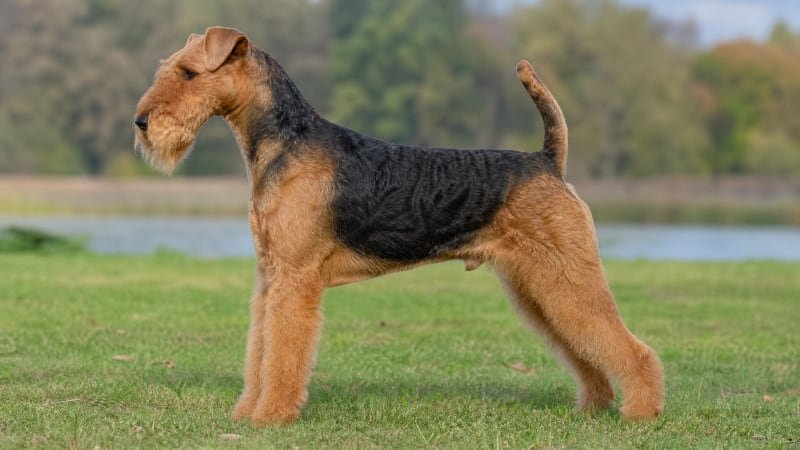 Airedale Terrier puppy body condition snapshot for growth tracking