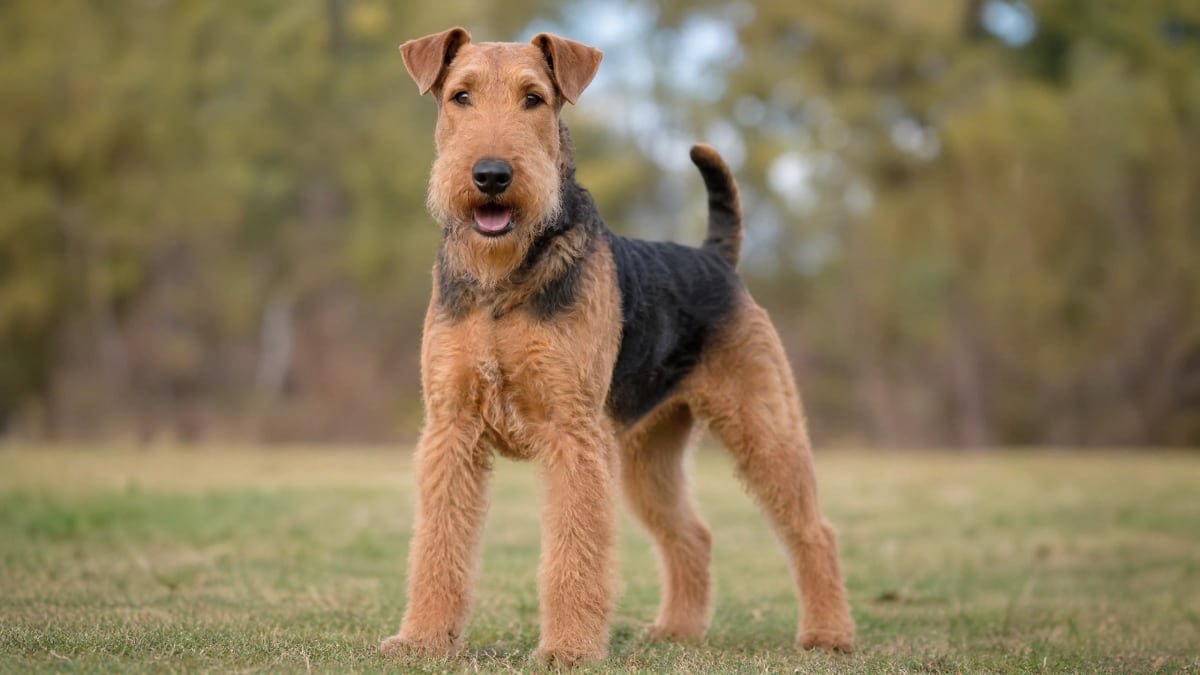 Airedale Terrier puppy related breed card image