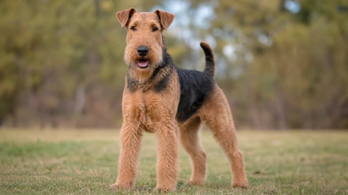 Airedale Terrier puppy related breed card image