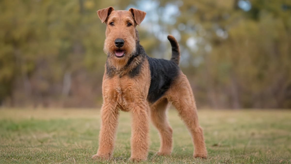 Airedale Terrier puppy related breed card image