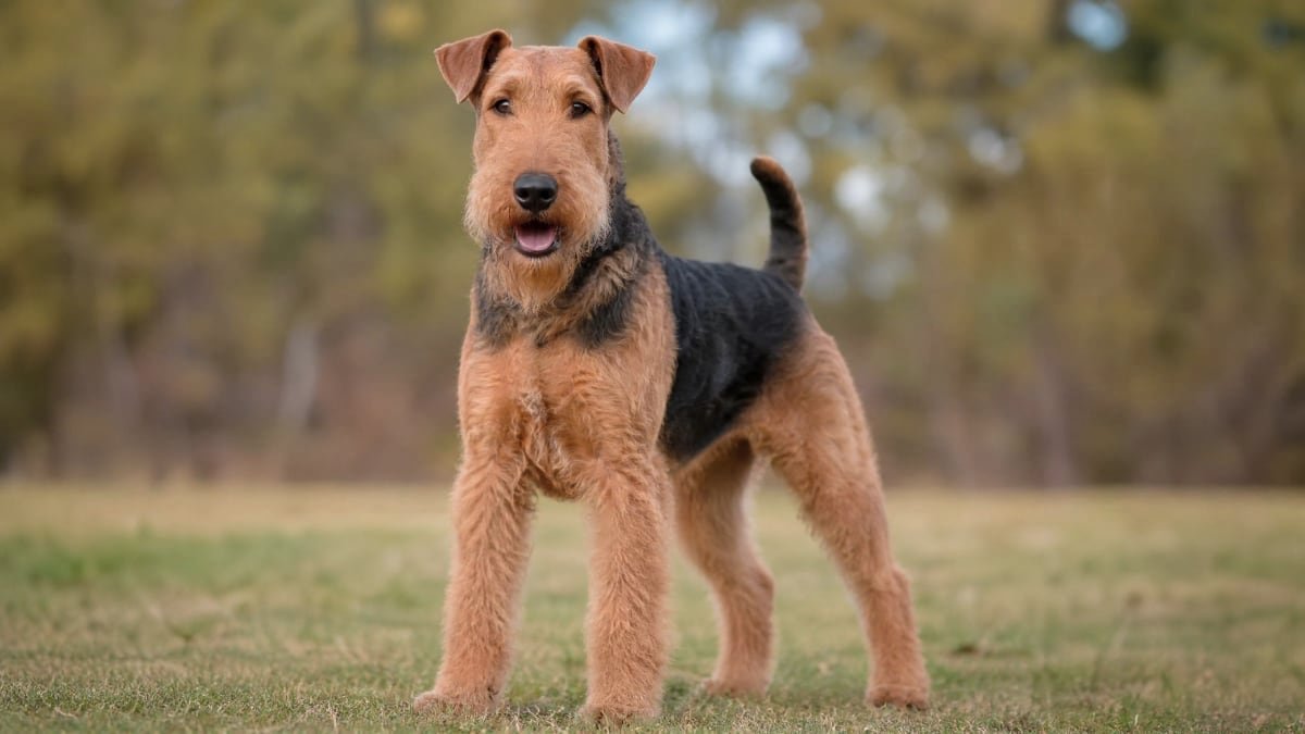 Airedale Terrier puppy related breed card image