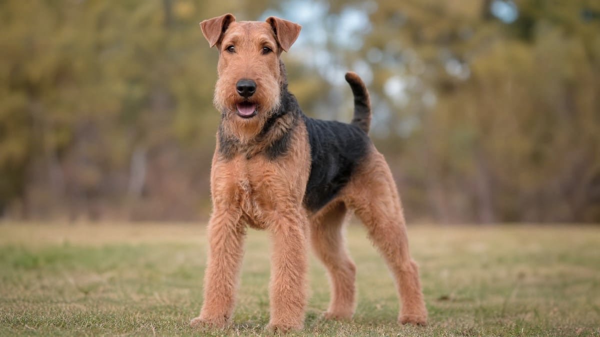 Airedale Terrier puppy related breed card image