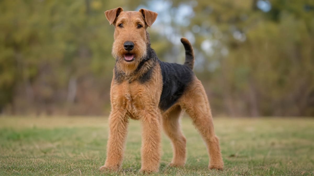 Airedale Terrier puppy related breed card image