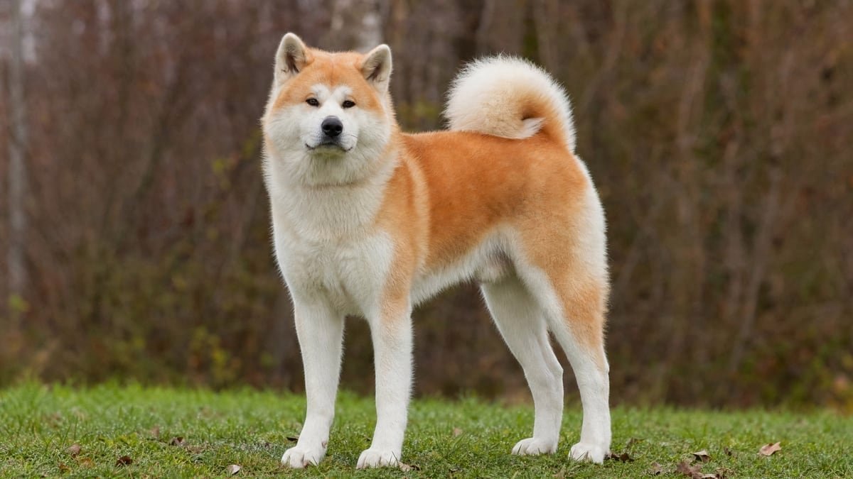 Akita puppy related breed card image
