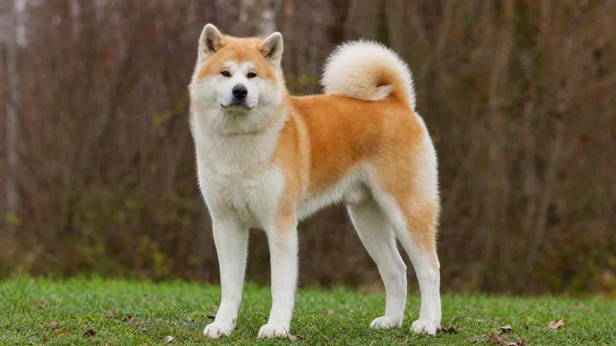 Akita puppy related breed card image