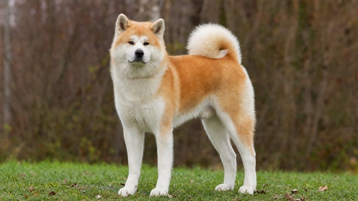 Akita puppy related breed card image