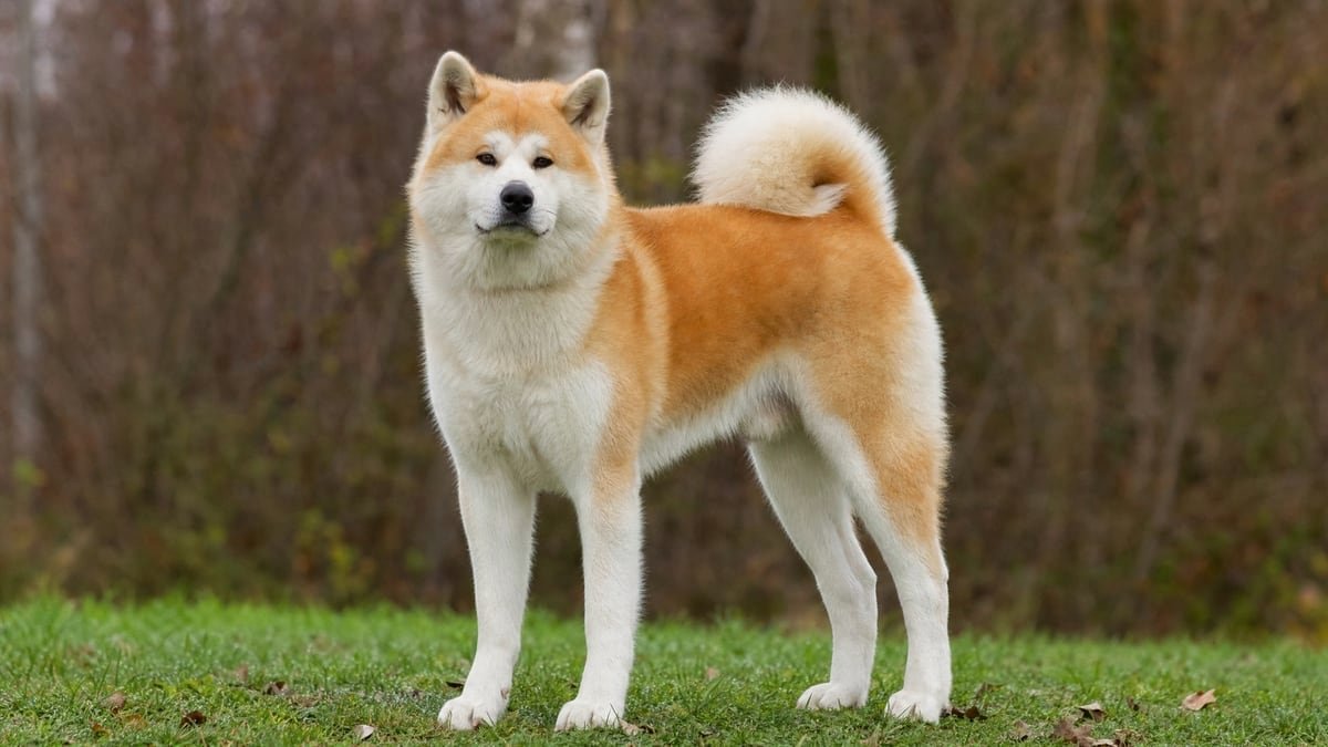 Akita puppy related breed card image