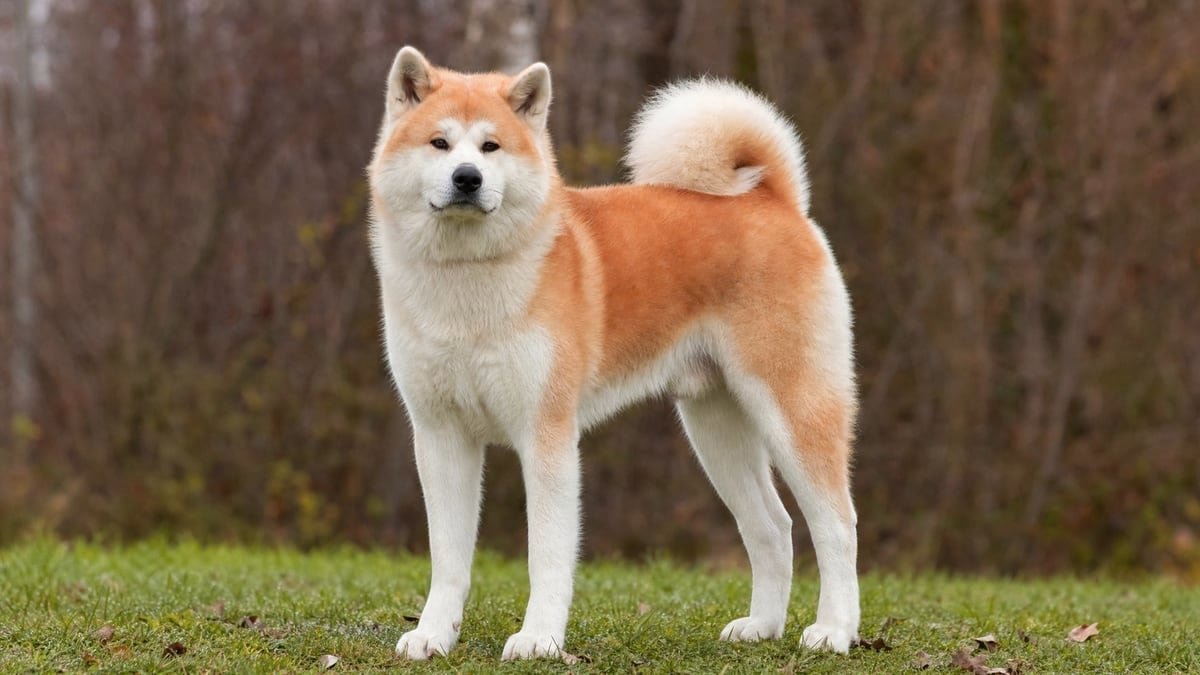Akita puppy related breed card image