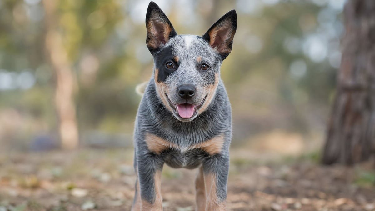 Australian Cattle Dog puppy for related breed weight comparison
