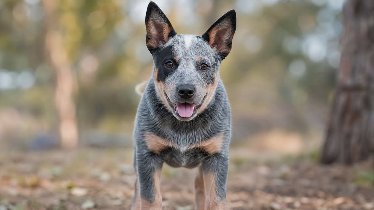 Australian Cattle Dog puppy for related breed weight comparison