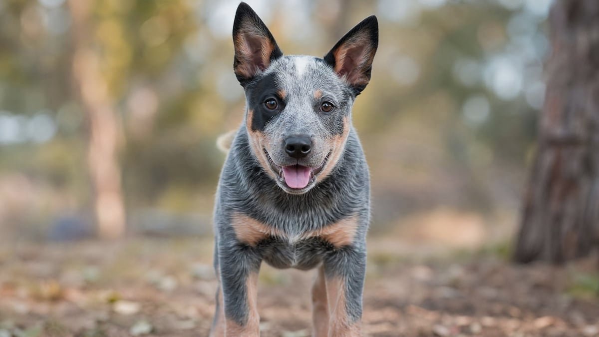 Australian Cattle Dog puppy for related breed weight comparison