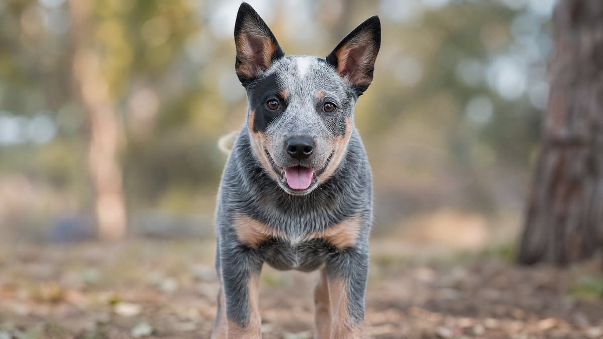 Australian Cattle Dog puppy for related breed weight comparison