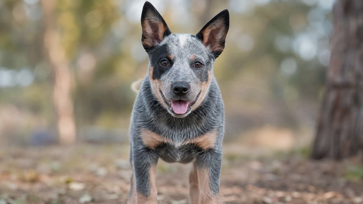 Australian Cattle Dog puppy for related breed weight comparison