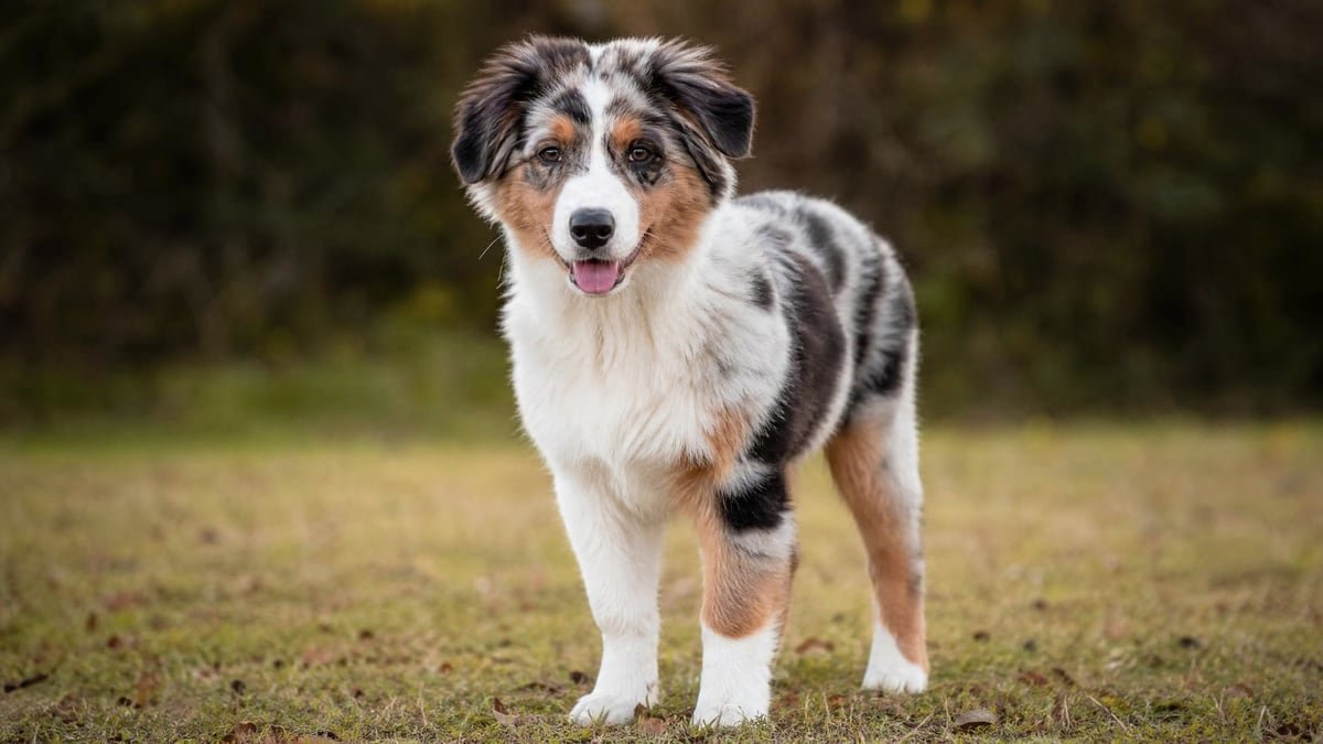 Australian Shepherd puppy for related breed weight comparison