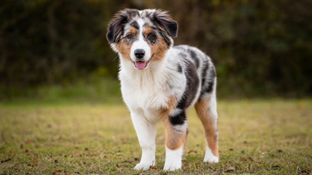 Australian Shepherd puppy for related breed weight comparison