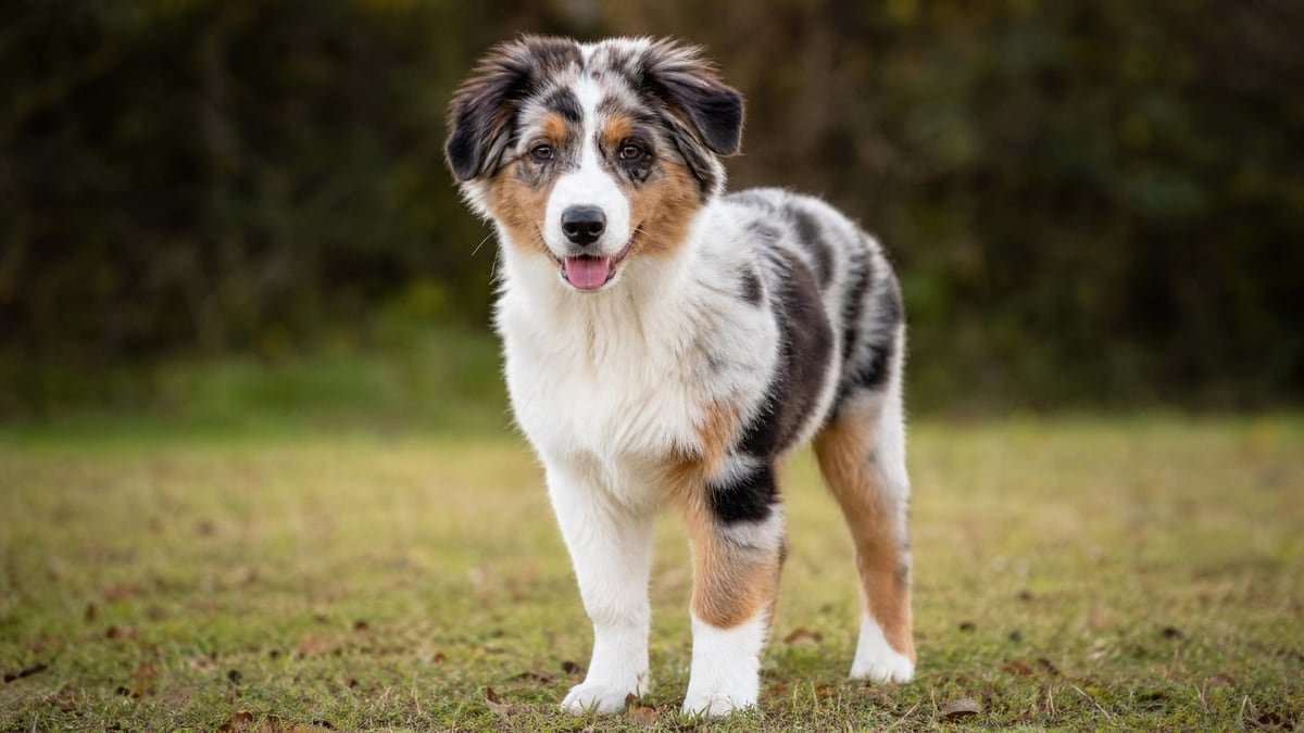 Australian Shepherd puppy for related breed weight comparison