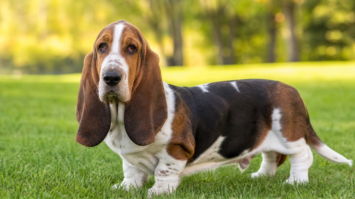 Basset Hound puppy for the Basset Hound weight chart and growth guide