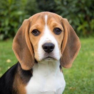 Beagle puppy for the Beagle weight guide