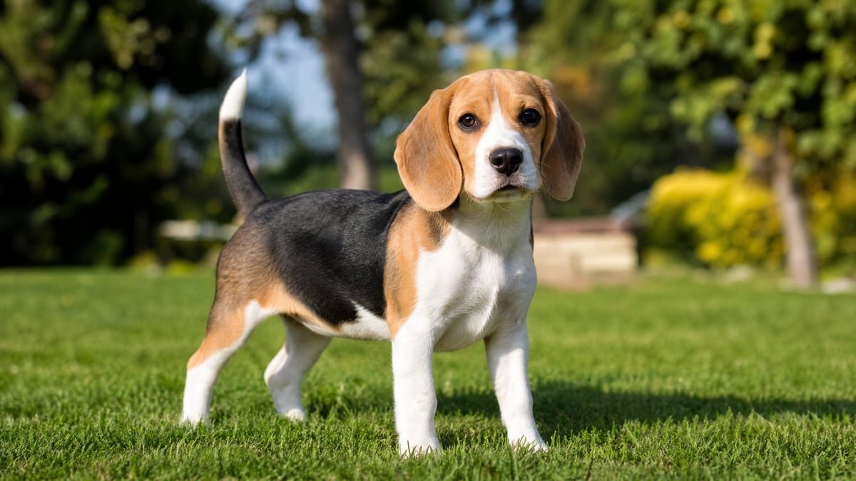 Beagle puppy for the Beagle weight chart and growth guide