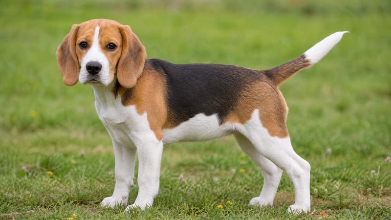Beagle puppy body condition snapshot for growth tracking