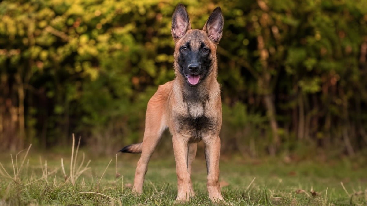 Belgian Malinois puppy for related breed weight comparison