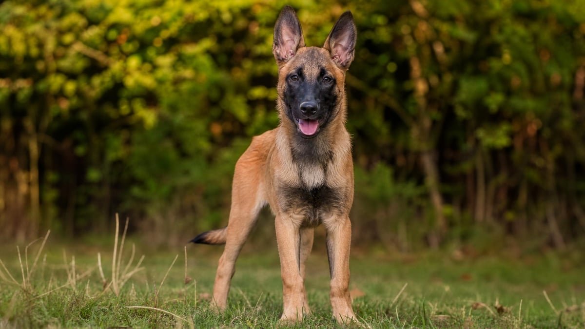 Belgian Malinois puppy for related breed weight comparison