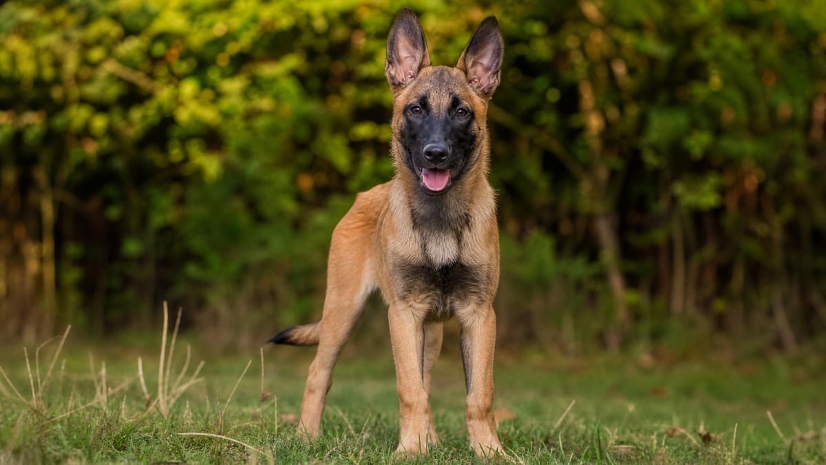 Belgian Malinois puppy for related breed weight comparison