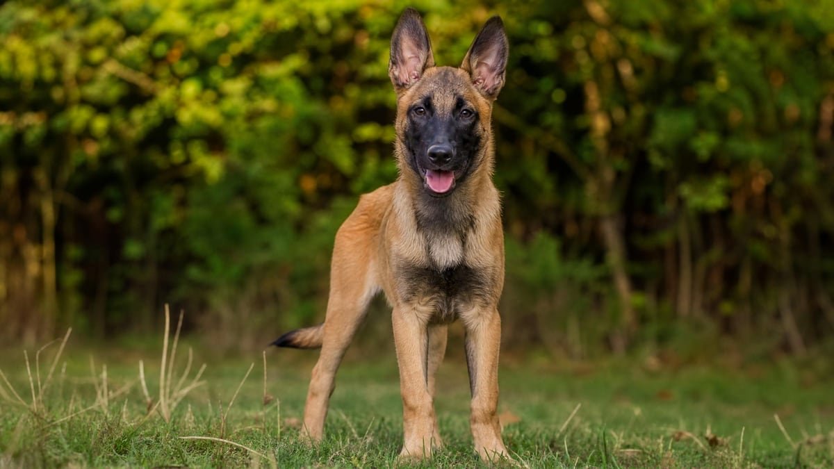 Belgian Malinois puppy for related breed weight comparison