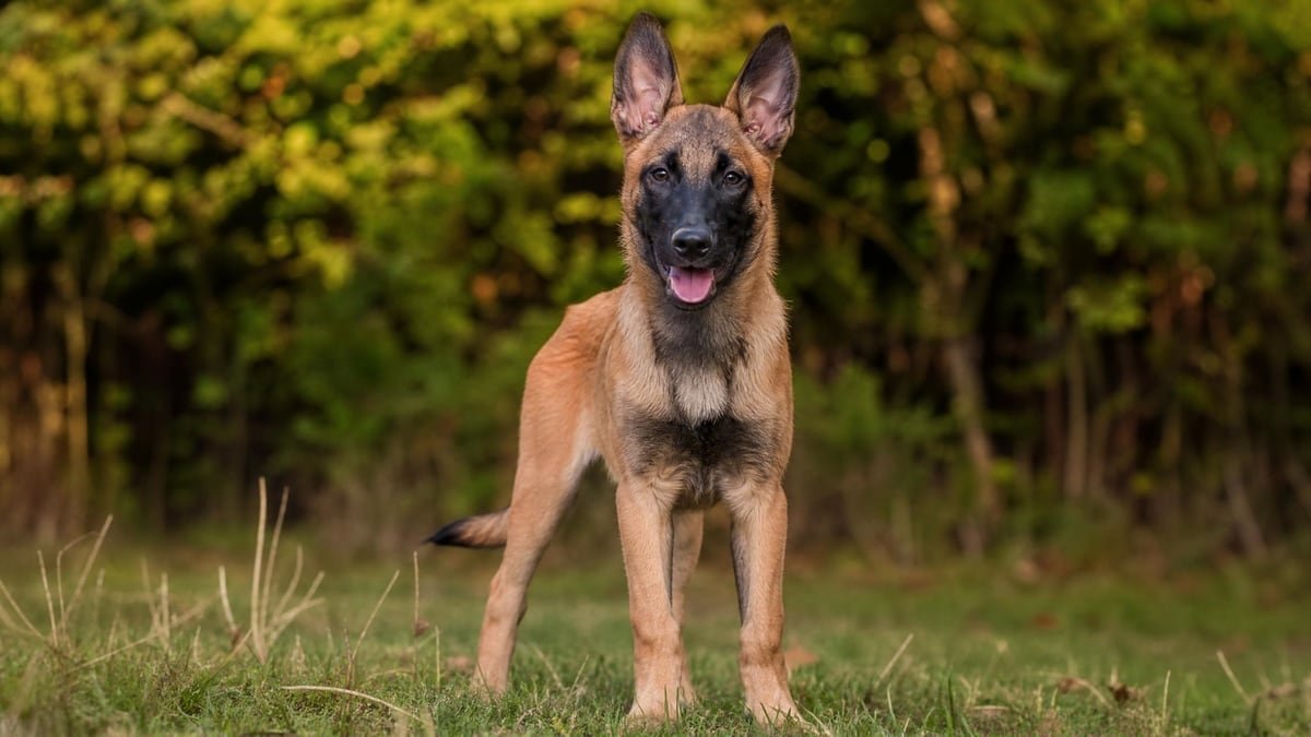 Belgian Malinois puppy for related breed weight comparison