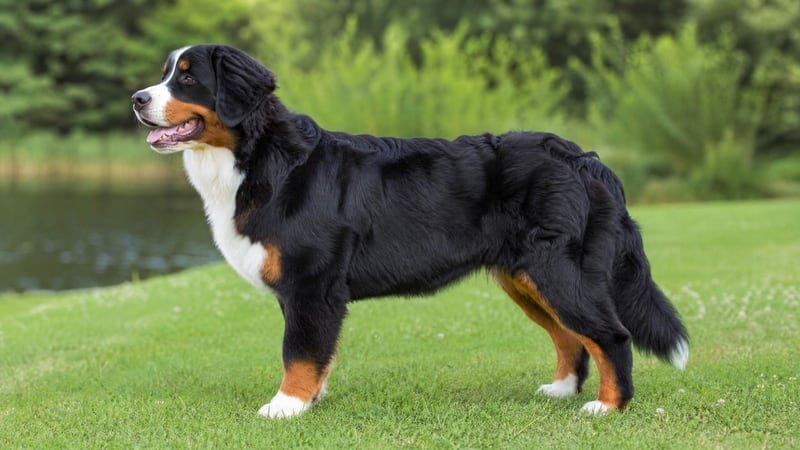 Bernese Mountain Dog puppy body condition snapshot for growth tracking