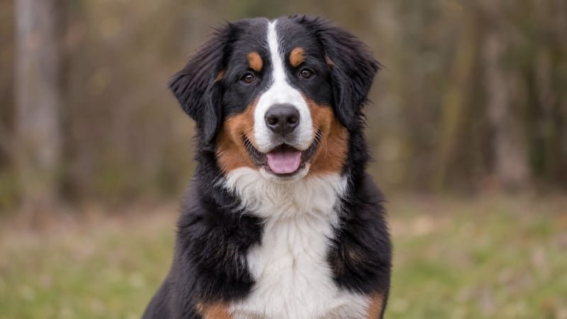 Great Pyrenees Weight Chart by Age, Growth Chart & Size Guide