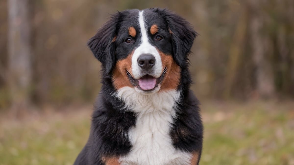 Bernese Mountain Dog puppy for related breed weight comparison