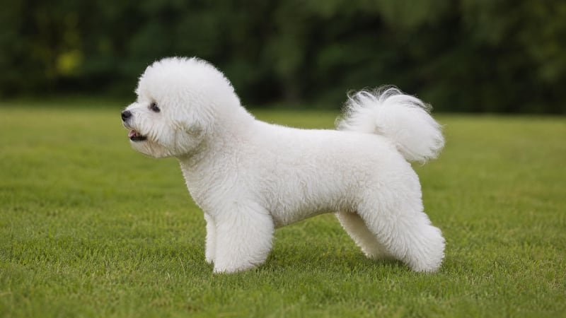 Bichon Frise puppy body condition snapshot for growth tracking