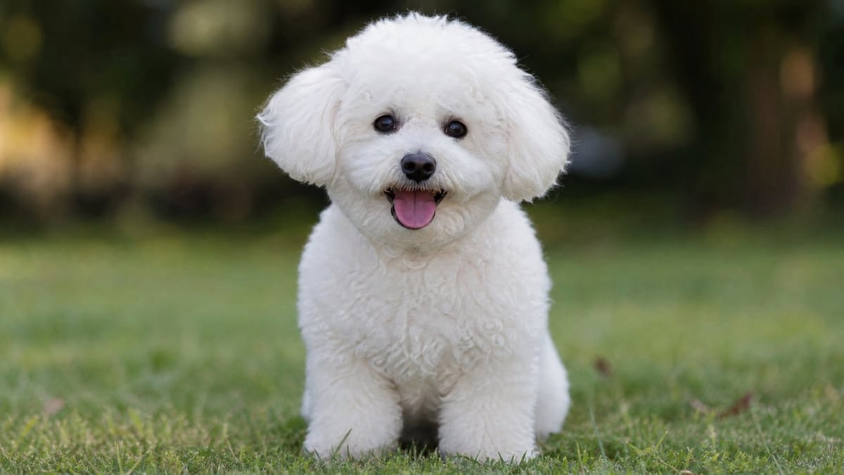 Bichon Frise puppy for related breed weight comparison