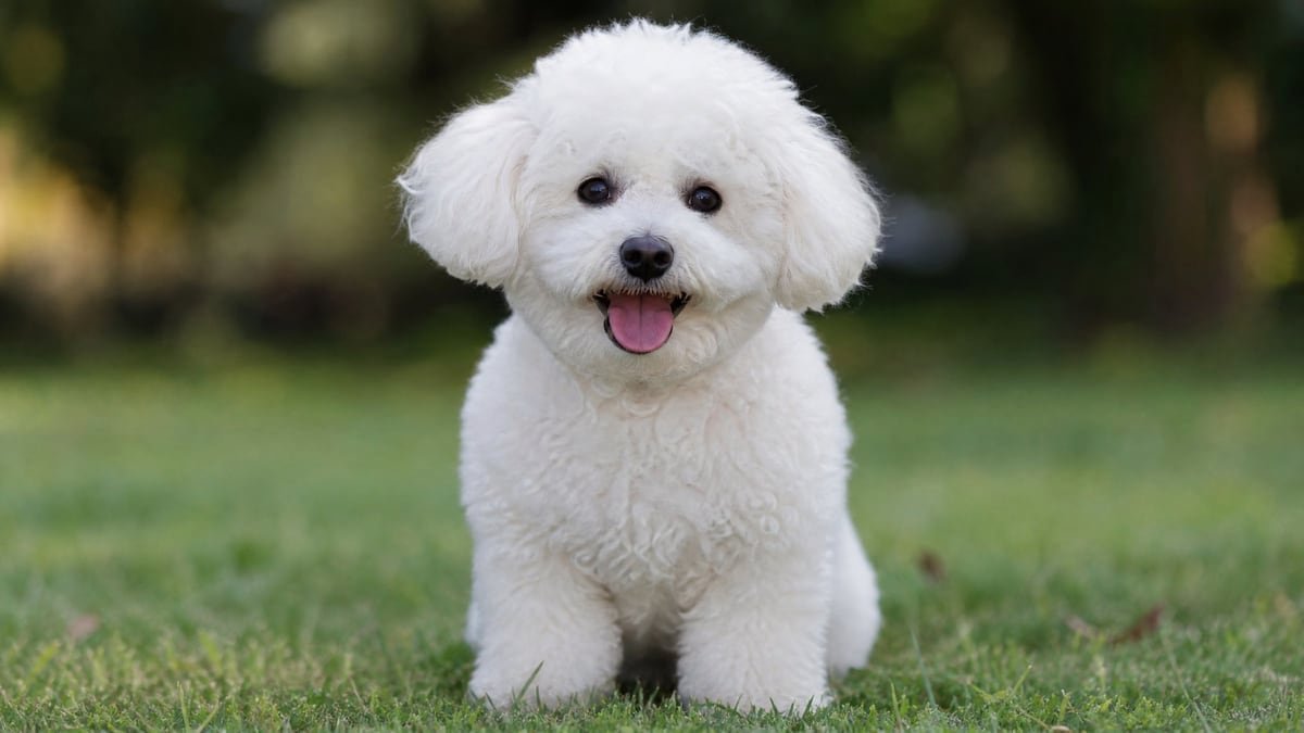 Bichon Frise puppy for related breed weight comparison